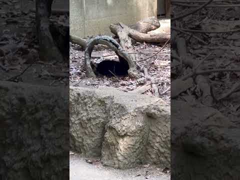 shorts ルナちゃん‥かな？　コツメカワウソ　千葉市動物公園にて　2026年4月19日 サムネイル