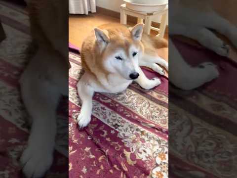 柴犬福 母に本気で探されてしまう柴犬🤣Why here🤣shorts funny 柴犬 shibainu funnyv…