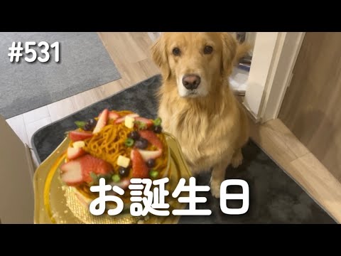 3歳のお誕生日【ゴールデンレトリバー】 サムネイル