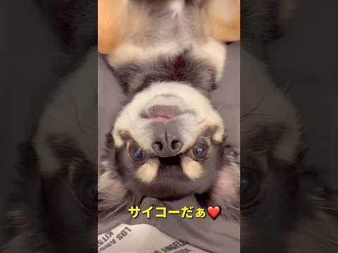 クレーマー現る⁉️😂柴犬 チワワ shorts サムネイル