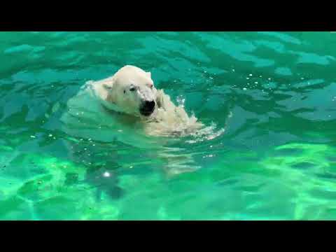 豪太くんの  ホッキョクグマガイド「コレは振ります」「次プール行くヨ！」　男鹿水族館GAOにて　2026年5月22日 サムネイル
