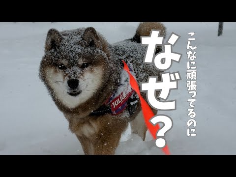 一生懸命だけど報われない？柴犬・・・ サムネイル