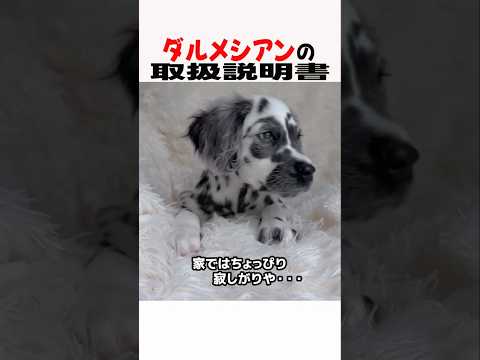 ダルメシアンの取扱説明書　ダルメシアン 大型犬のいる生活 大型犬のいる暮らし 大型犬 犬好きさんと繋がりたい 元気お届け サムネイル