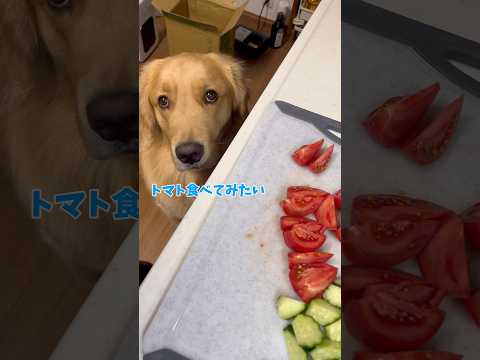 いろいろ食べてみたいモンちゃん goldenretriever ゴールデンレトリバー サムネイル