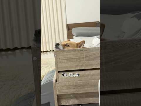 独特アピする柴犬　柴犬 shorts サムネイル