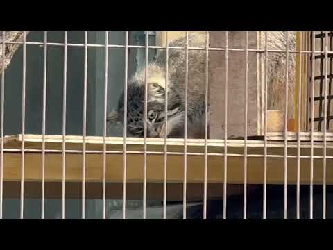 クンクン！　エルくんとミーニャちゃんの息子たち　マヌルネコ　東山動植物園にて　2026年3月13日 サムネイル