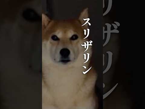 ハリーポッターを観た柴犬 サムネイル