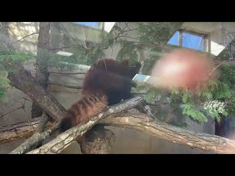 グミママとモナカちゃん　レッサーパンダ　那須どうぶつ王国にて　2025年11月29日 サムネイル