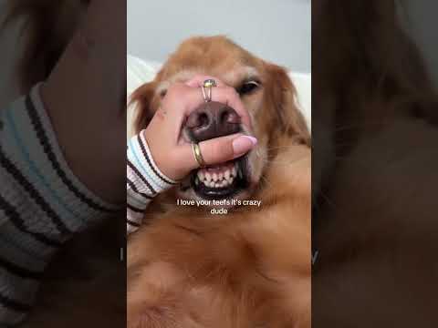 golden retriever puppies for sale🥵india retreiver dog puppy…