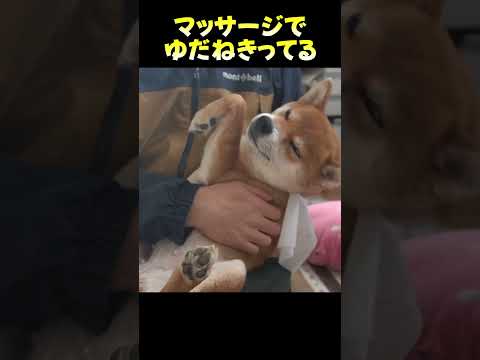 マッサージでゆだねきってる 神戸 柴犬 shibainu サムネイル