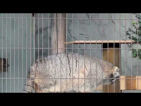 男子3きょうだいだから 直接的なケンカもある☺️ マヌルネコのこども　東山動植物園にて　2025年12月12日 サムネイル