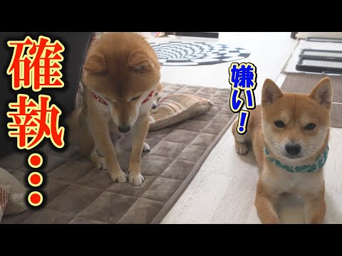 弟柴犬に酷いことをしてしまい、反省はしているけど素直になれない兄柴犬の仕草が可愛すぎました。 サムネイル