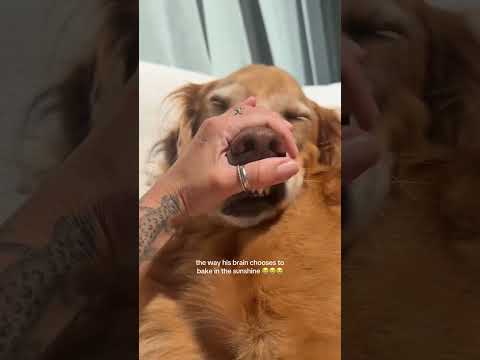 coming home to my golden retriever🥵 goldenretreiver dog ind… サムネイル