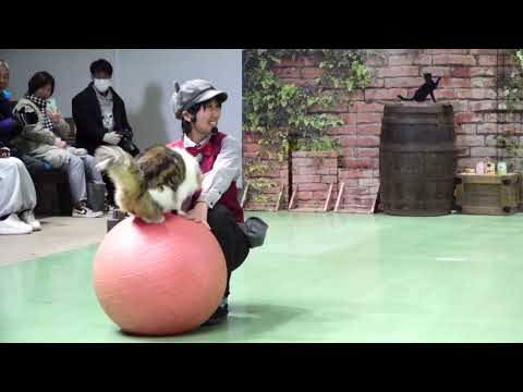 なかなか見れない猫によるショー ザ・キャッツ　那須どうぶつ王国にて　2025年1月9日  C0006 サムネイル