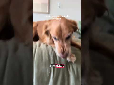 coming home to my golden retriever🥵 goldenretreiver dog ind… サムネイル