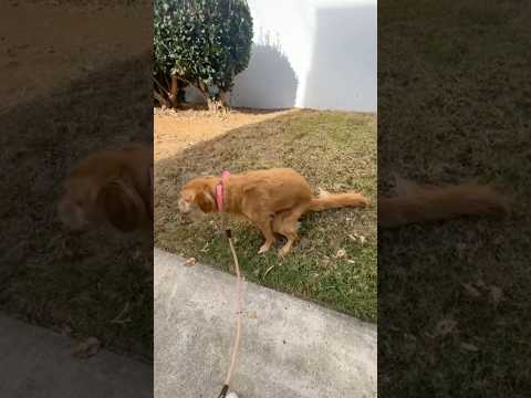 coming home to my golden retriever🥵 goldenretreiver dog ind… サムネイル