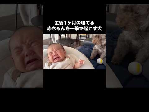 気持ちよさに眠る赤ちゃんを一撃で起こしてしまいバツの悪そうな顔をするイッヌ トイプー デカプー シニア犬 赤ちゃん サムネイル