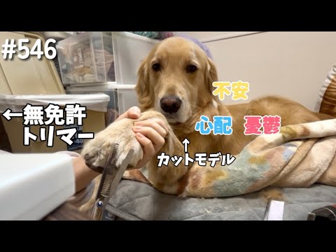 無免許トリマーにカットされるモンちゃん【ゴールデンレトリバー】 サムネイル