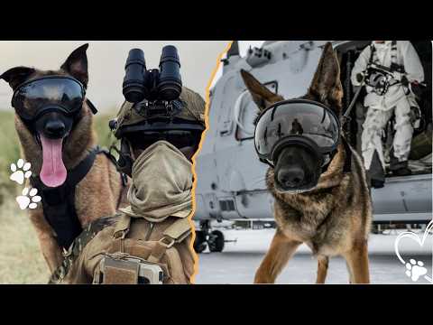 Top 3 Legendary Military Dogs You Should Remember サムネイル