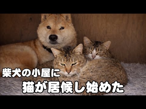 柴犬の小屋に、いつの間にか猫が住みついていた