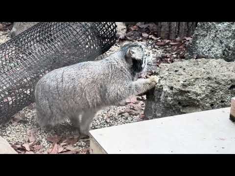 オトちゃん　ロックのお庭を探索‼️ マヌルネコ　埼玉県こども動物自然公園　2026年3月6日 サムネイル