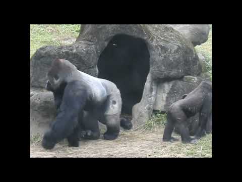 move.Gorilla D'jeeco family.Jabali 5y2m old .Ringo 4y7m old… サムネイル
