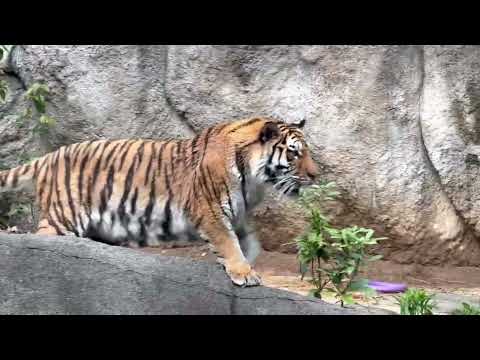 サーシャちゃん そろそろ一度休憩では😅？　アムールトラ　浜松市動物園にて　2026年4月5日 サムネイル