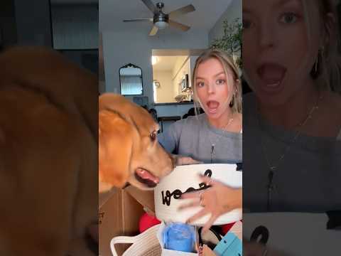 coming home to my golden retriever🥵goldenretreivers dog pup… サムネイル