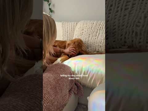 coming home to my golden retriever🥵goldenretreivers dog pup… サムネイル