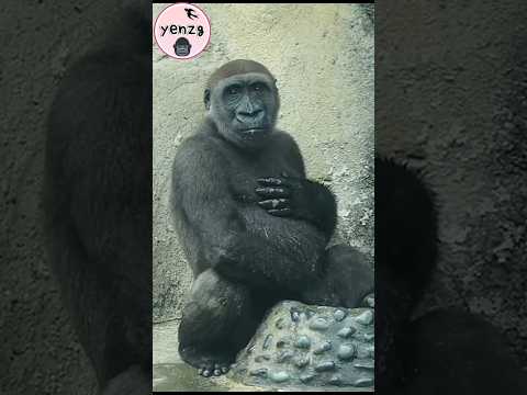 adorable Jabali💦😆 gorilla gorillatag taipeizoo 金剛猩猩 台北市立動物園… サムネイル