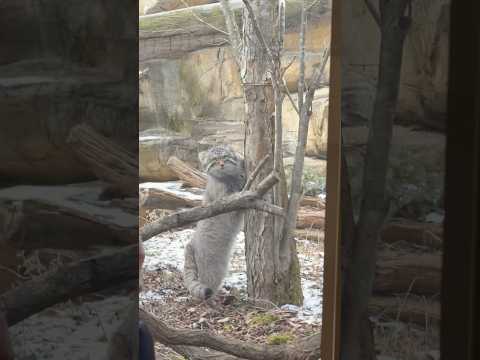 shorts ナゴムくん！ソコで爪とぎ〜！！　マヌルネコ　那須どうぶつ王国にて　2026年1月1日 サムネイル