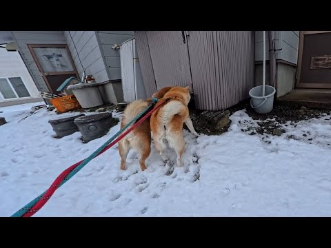 冬になると見かけなくなる野良ヌコさん達はいろんな隙間に隠れています サムネイル