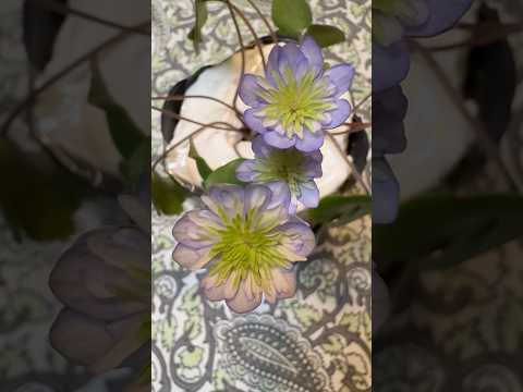 shorts 雪割草が綺麗です♪