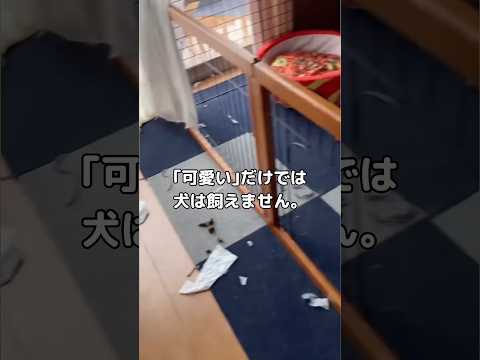 家に帰ってきたら我が家がとんでもない姿に様変わり･･･ 柴犬 子犬 shorts サムネイル