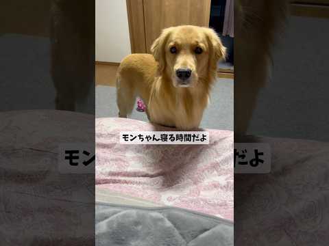 好きなおもちゃ選んでね goldenretriever ゴールデンレトリバー サムネイル