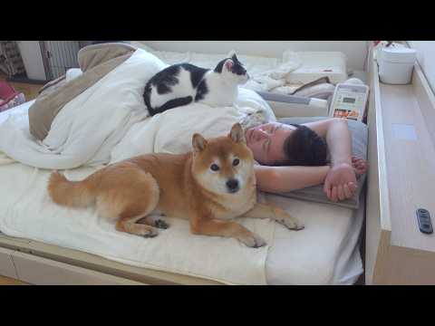 体調不良の飼い主を8年見続けると柴犬は、こうなる。 サムネイル