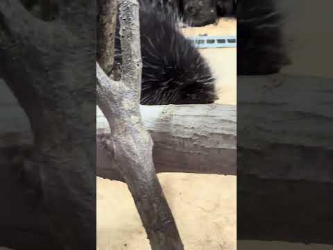 shorts カナダヤマアラシさん　那須どうぶつ王国　IMG 0094 サムネイル