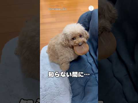 知らない間に…犬用のパンケーキ加えてる犬　　トイプードル　犬　いぬ　かわいい犬 かわいい