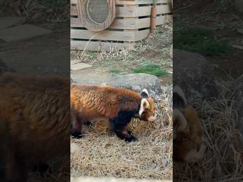 shorts 風太くん お芋🍠探し中　「動物の食事時間」(動物ガイド)終了後　レッサーパンダ　千葉市動物公園にて　20… サムネイル