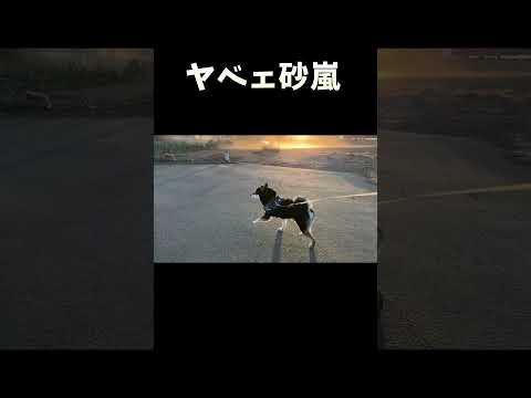 ヤベェ砂嵐 サムネイル