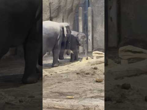 #shorts ゾウ🐘のタオくん　円山動物園　2025年12月18日 サムネイル