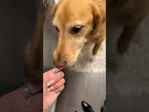 coming home to my golden retriever🤍#goldenretreivers #dog #… サムネイル