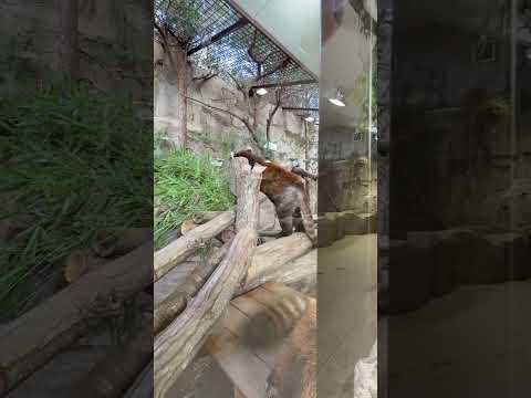 shorts シッカリ笹を食べるダイズちゃん☺️  レッサーパンダ　那須どうぶつ王国にて　2026年4月11日