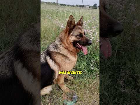 Why the German Shepherd Was Invented and Its Purpose shorts… サムネイル