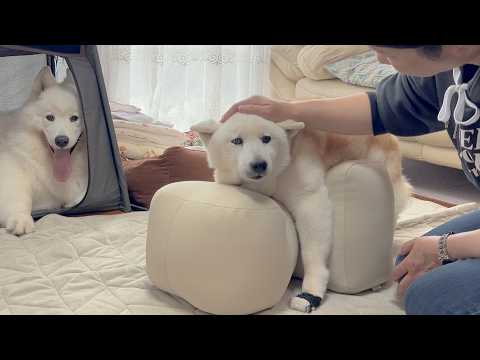 「年寄り扱いするな」と介護用品を拒否する心はいつまでもお姉さんの１６歳柴犬 サムネイル