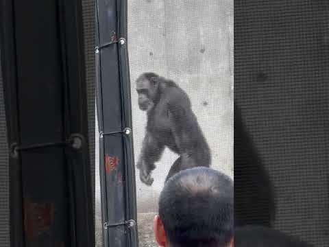 shorts 来園者と遊んでくれるサンタくん　チンパンジー　千葉市動物公園にて　2026年4月19日 サムネイル