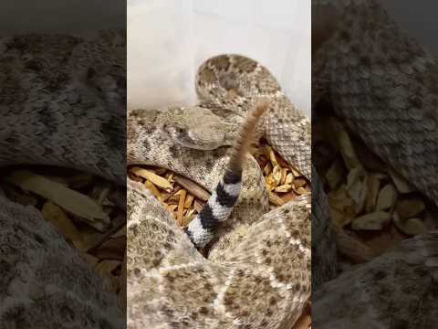 How does a rattlesnake’s tail actually rattle?animals pets… サムネイル