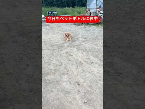 パパが見えなくなった瞬間…🤣