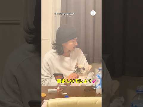 パパに抱っこされて満足してる犬　　フレンチブルドッグ 犬　いぬ　かわいい かわいい犬 サムネイル