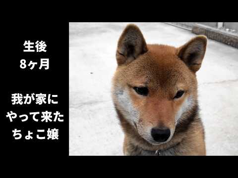 【1086】過去映像：ちょこ嬢がやってきた！ サムネイル